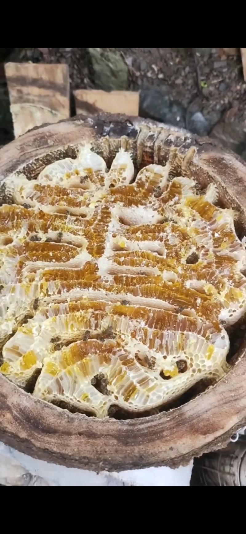 重庆大山土蜂蜜
