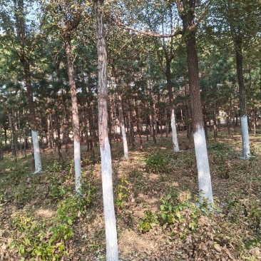 榆树