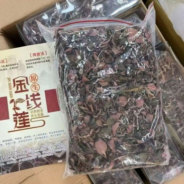 特级红霞无碎金线莲一斤装半斤装大量批发