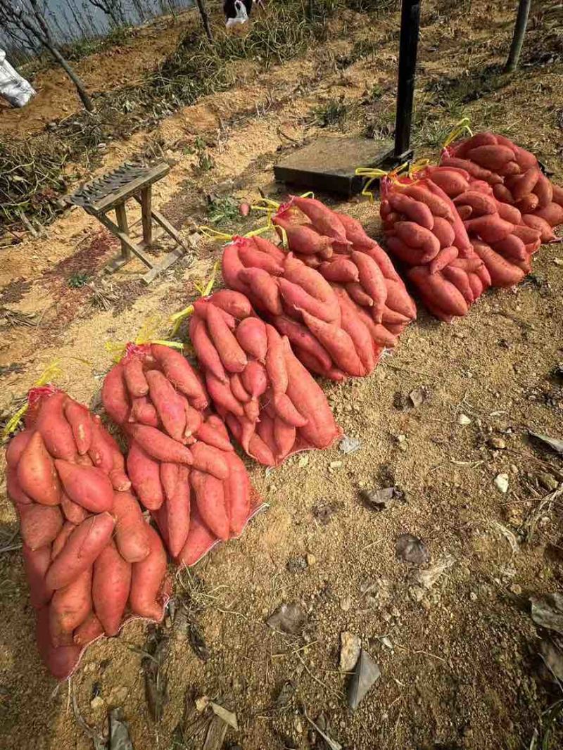 山东临沂沂南沙土地西瓜红，沂蒙山里的地瓜好吃