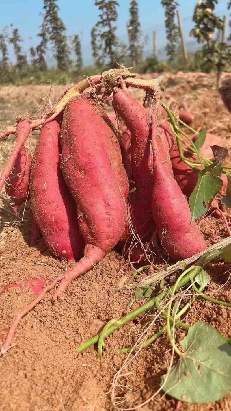 山东临沂沂南沙土地西瓜红，沂蒙山里的地瓜好吃