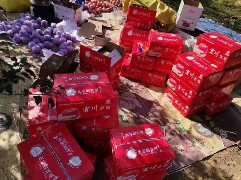 【现货】陕西红富士苹果精品果产地全国邮