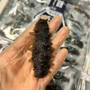 特价，2.86一只海参