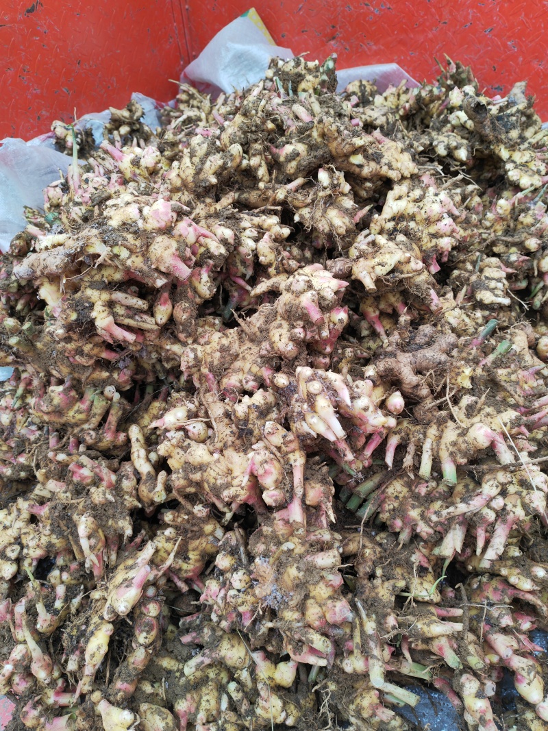 贵州小黄姜