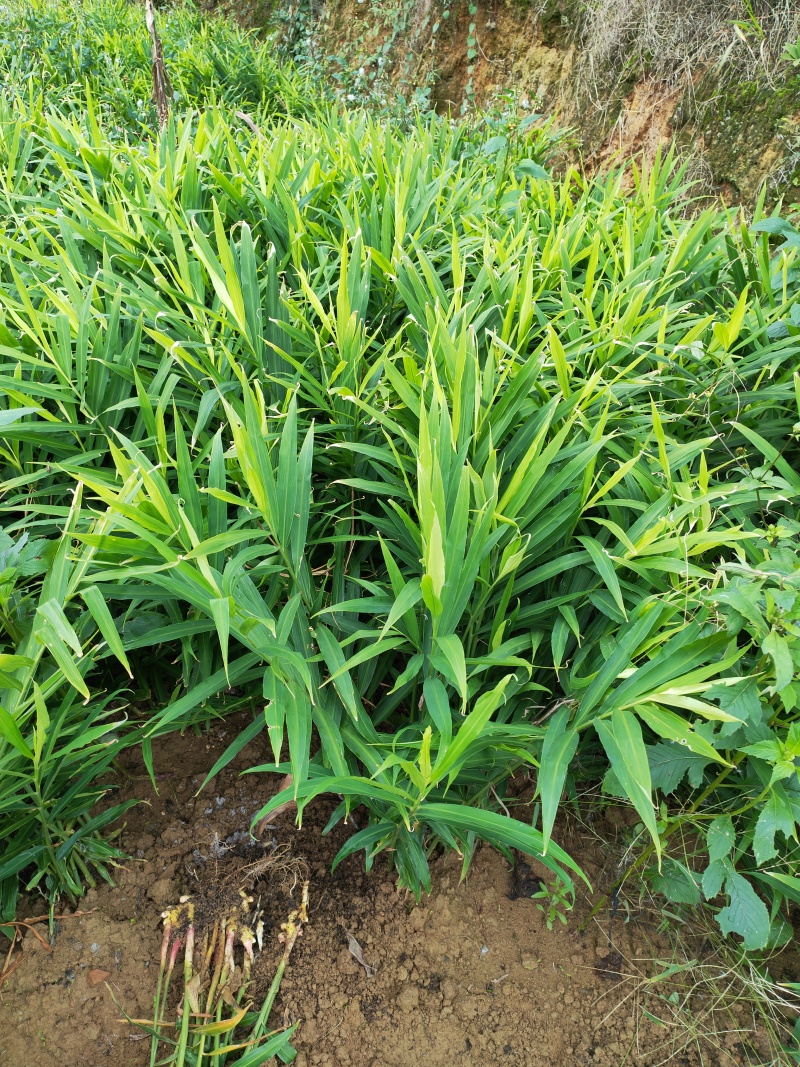 贵州小黄姜