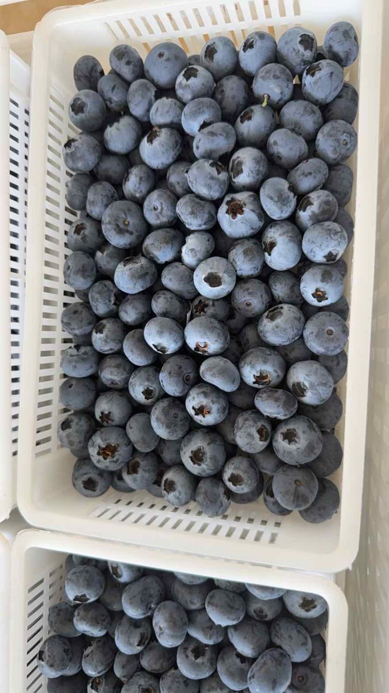 云南蓝莓L25/42/L11批发冷链一件代发顺丰