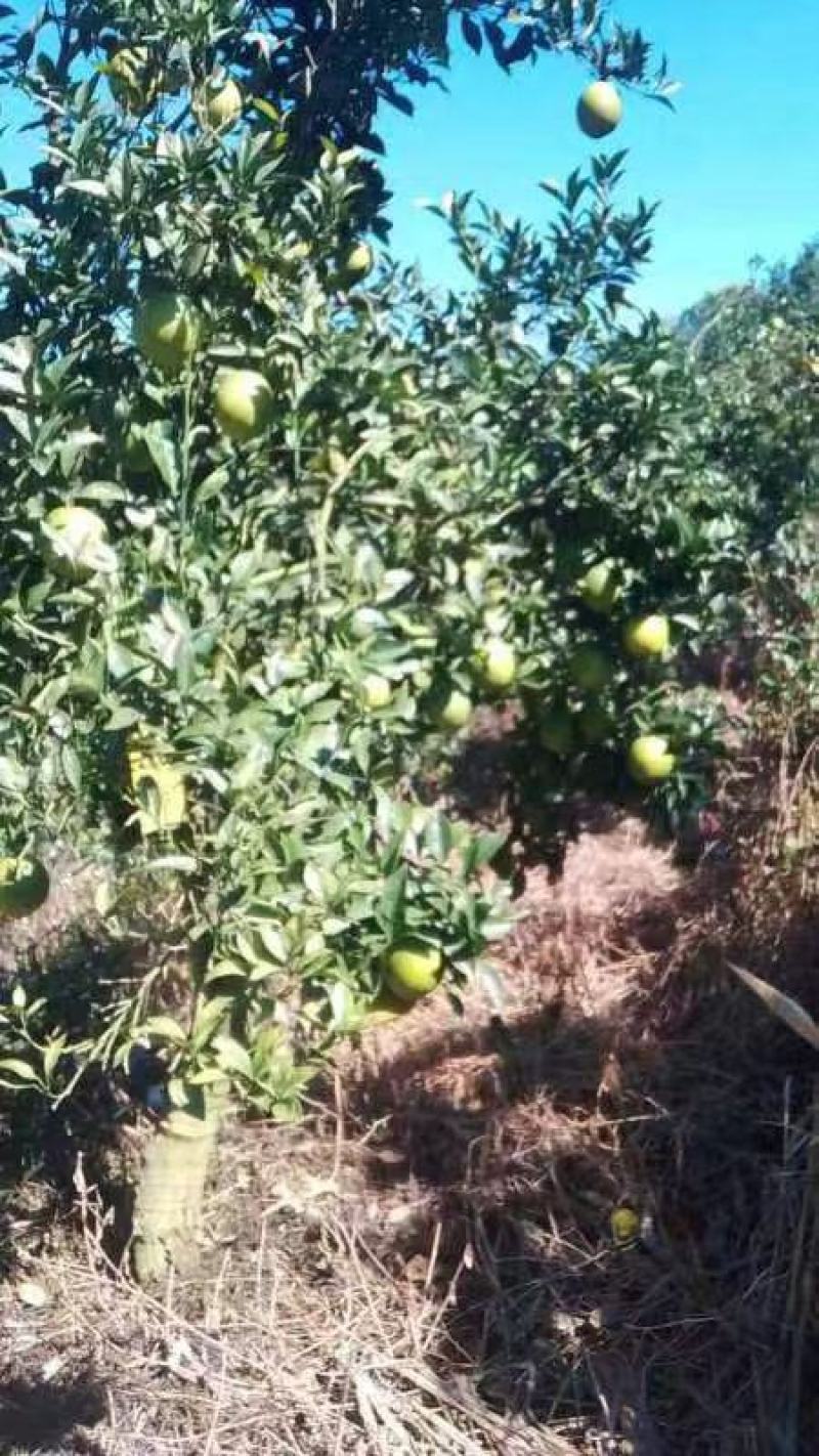 平和蜜香橙