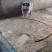 自家养殖繁育藏香猪，10公斤-100公斤，大量出售