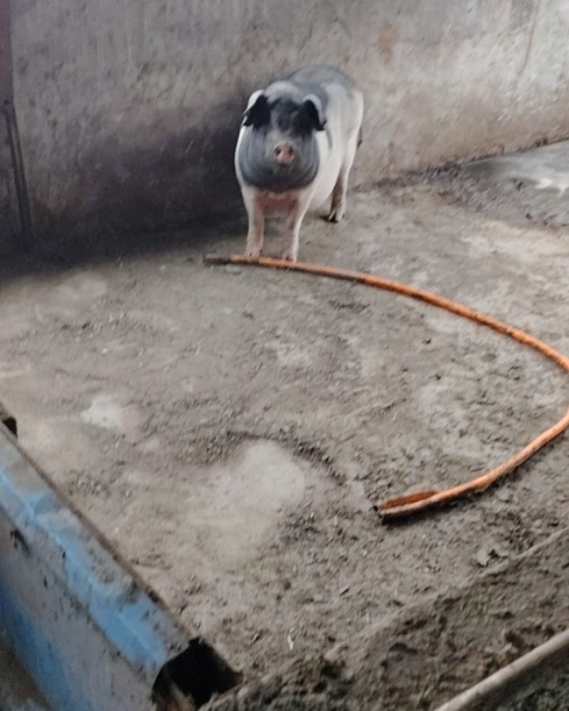 自家养殖繁育藏香猪，10公斤-100公斤，大量出售