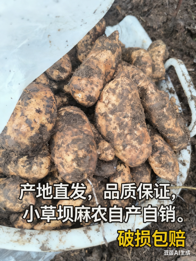 🔥云南小草坝天麻直供！秋冬滋补**，现挖现发带泥发货
