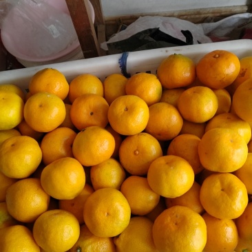 涌泉蜜桔（精品中果）