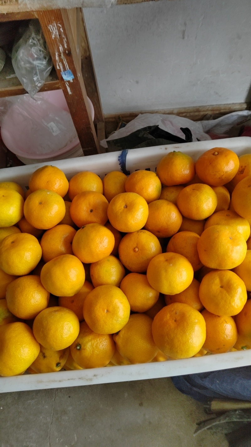 涌泉蜜桔（精品中果）