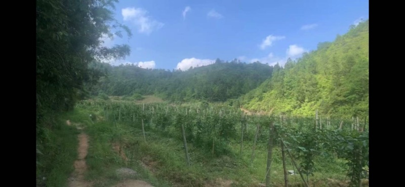 钦蜜九号黄金百香果/无农药/山泉水灌溉/农佳肥