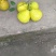 四川柚子，精品真龙柚，个大价优
