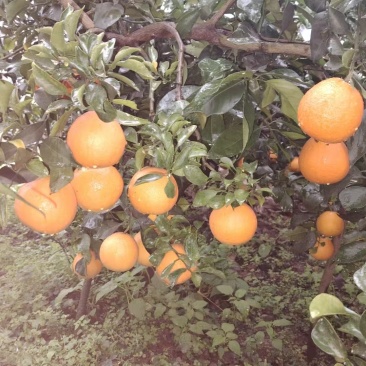 爱媛橙