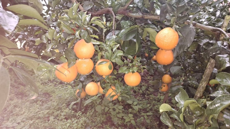 爱媛橙