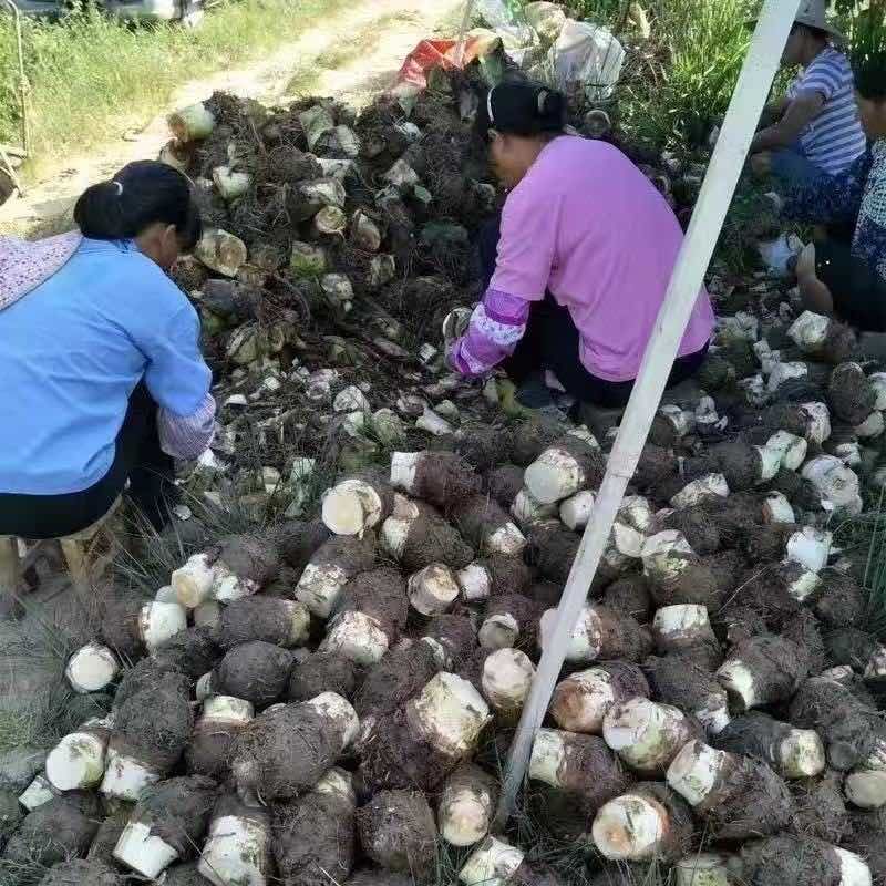 300克以上通货
