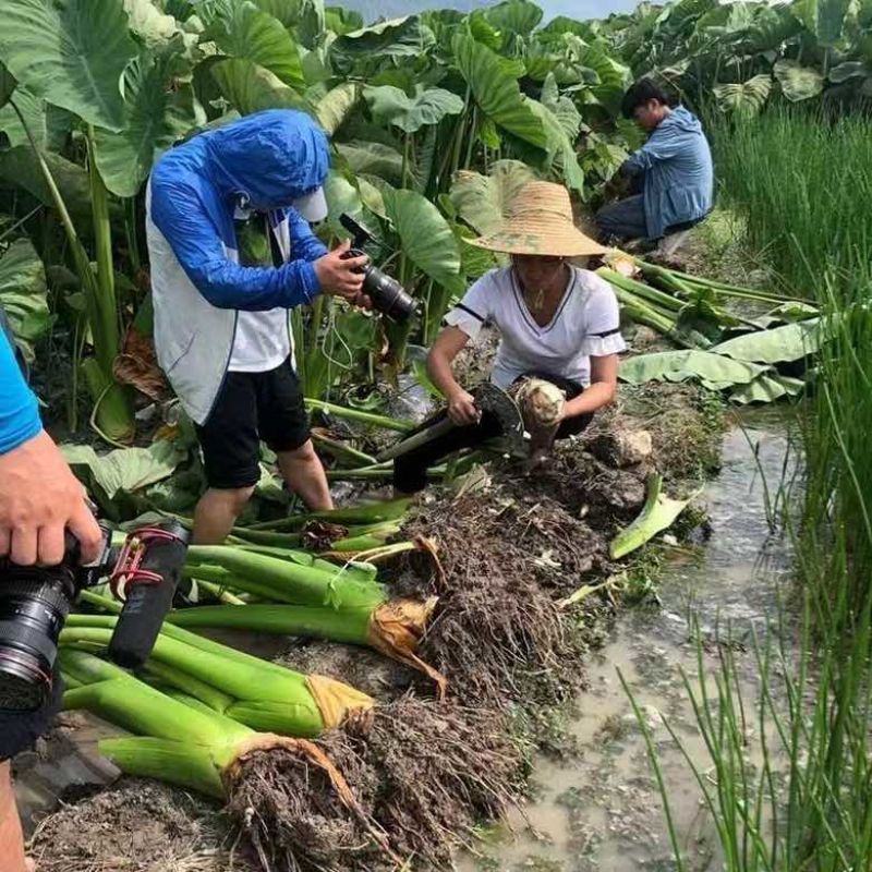 300克以上通货