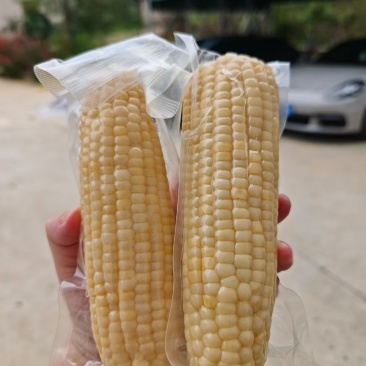 华诺一号奥糯2000