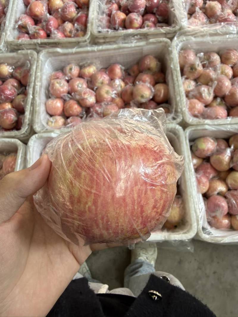 红富士苹果糖心纸加膜膜袋大量批发电商代发