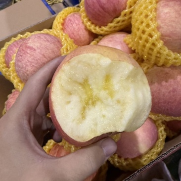红富士苹果糖心纸加膜膜袋大量批发电商代发