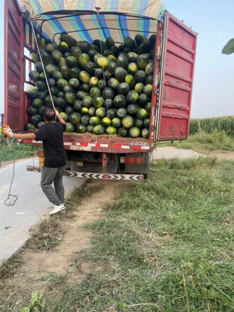 麦茬地冬瓜产地直发
