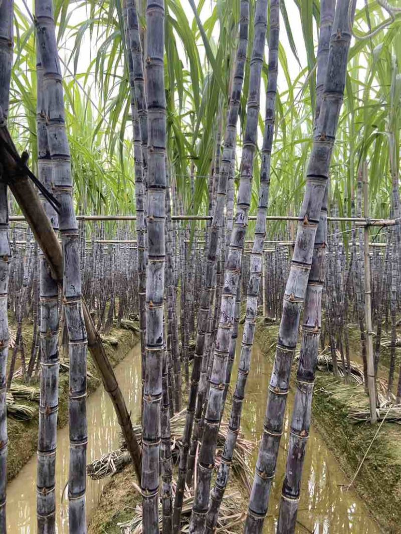 广西黑皮水果甘蔗，节长条子均匀，5吨起批，产地直供，大量有货