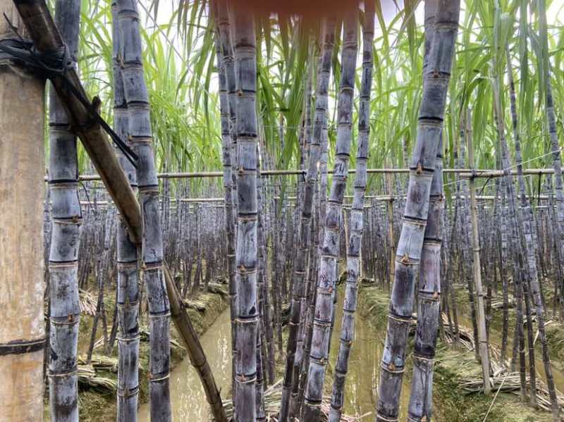 广西黑皮水果甘蔗，节长条子均匀，5吨起批，产地直供，大量有货