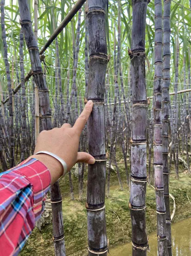 广西黑皮水果甘蔗，节长条子均匀，5吨起批，产地直供，大量有货
