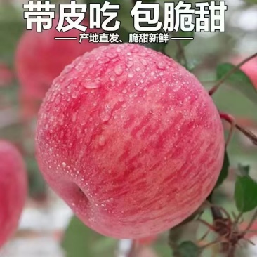 庆阳红富士