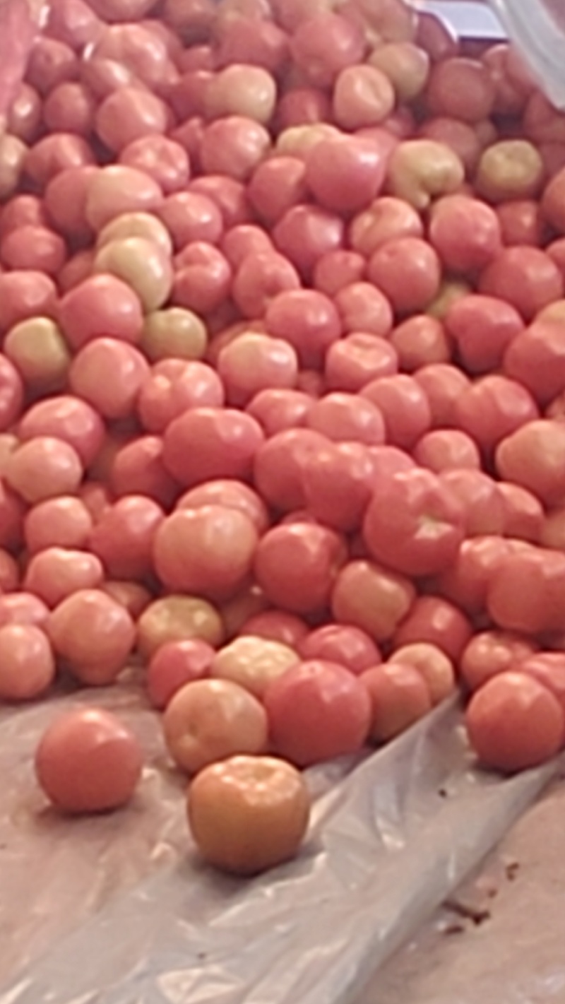 番茄🍅