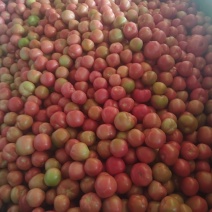 番茄🍅
