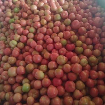番茄🍅