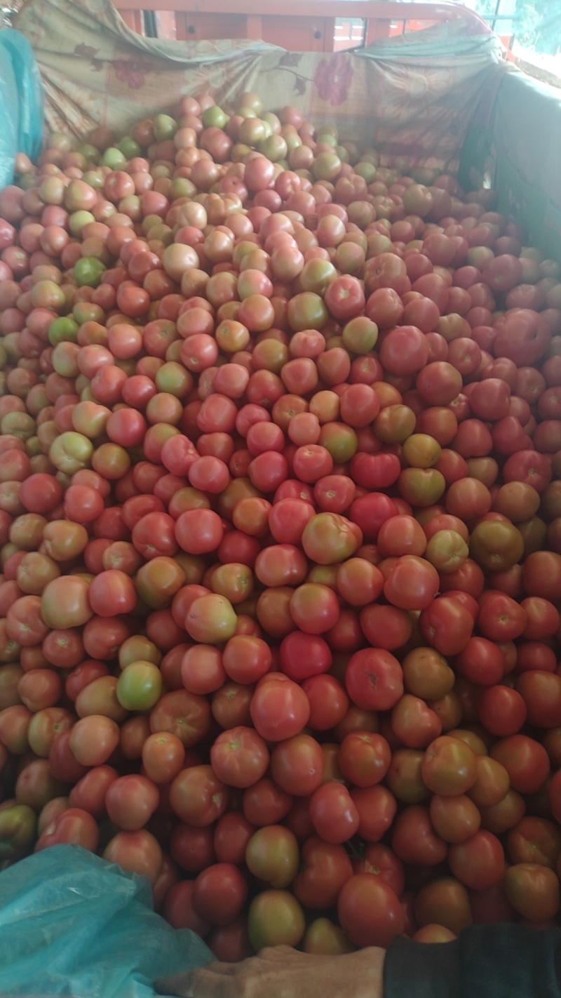 番茄🍅