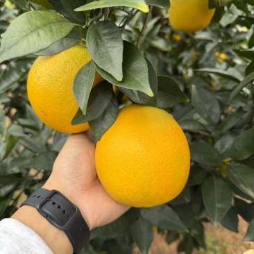 脐橙