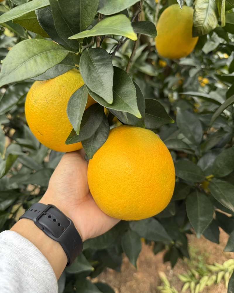 脐橙