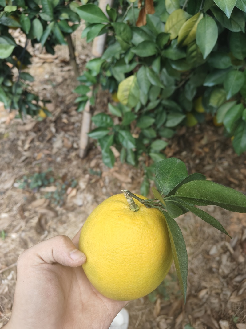 脐橙