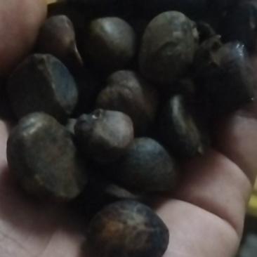 油茶子