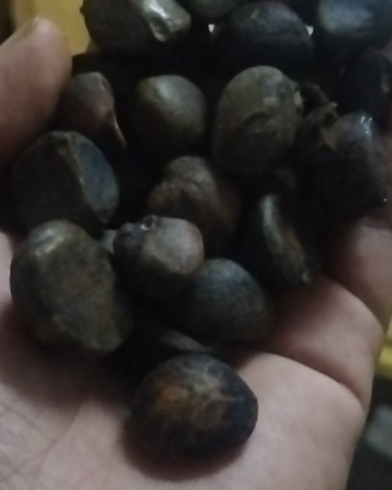 油茶子