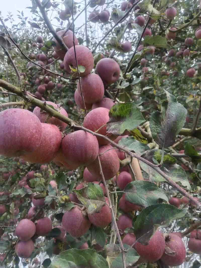 红富士糖心苹果15到18个糖，3俩3起