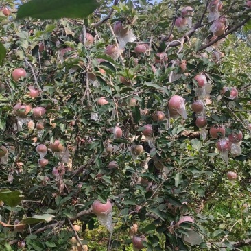 邯郸产地富士苹果丑苹果
