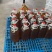 楚纯山茶油＃省龙头企业＃百分百纯正山茶油