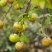 楚纯山茶油＃省龙头企业＃百分百纯正山茶油