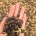 楚纯山茶油＃省龙头企业＃百分百纯正山茶油