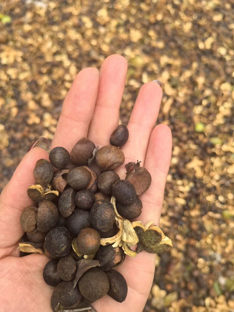 楚纯山茶油＃省龙头企业＃百分百纯正山茶油