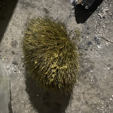猪宝