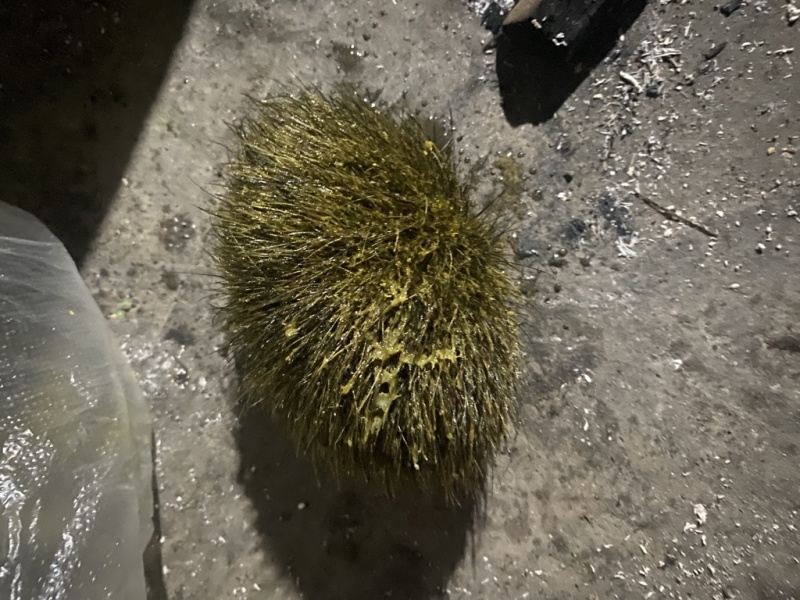 猪宝