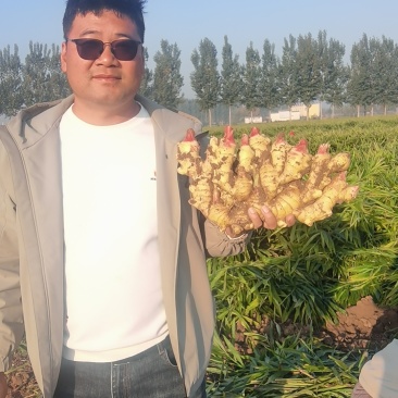 鲜姜