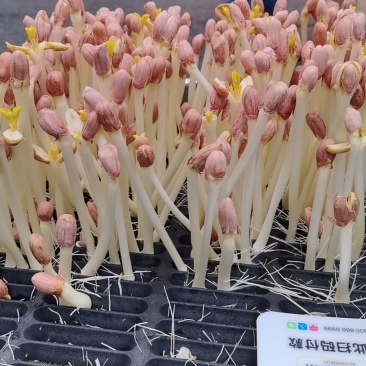 花生芽