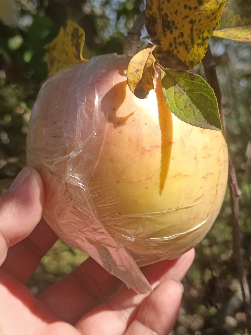 山东红富士苹果